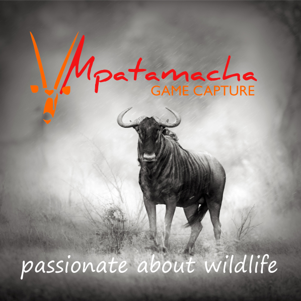 mpatamacha's profile picture. Passionate About Wildlife 🌿🐘🦅