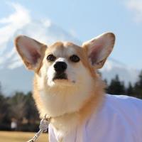 msaku1230's profile picture. 茨城弁を話すコーギー・ココロと一緒に暮らしています。
ブログ「コーギーと旦那と私ーココロ日記ー」