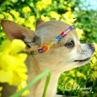 Chihuahuas Meganfox (@chih_meganfox) 's Twitter Profile