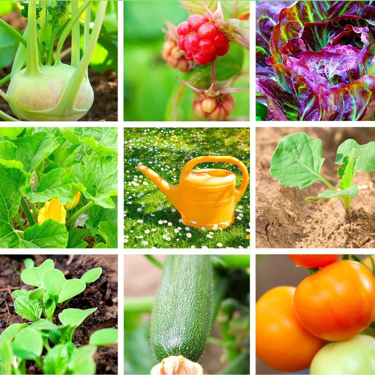 groenten- en kruidenplanten