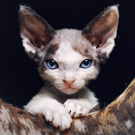 intrueder's profile picture. 