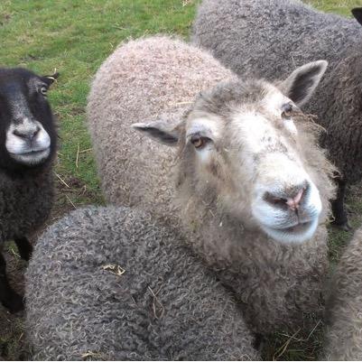 Single sheep undyed artisan yarn from mixed breed sanctuary flock at UK charity @manorfarm_trust where livestock have a home for life. Founder/trustee @dislaney