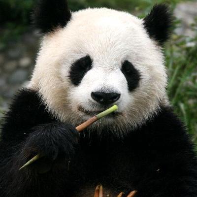 JacoboSanAndres's profile picture. 