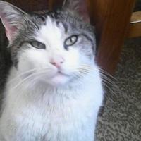 Bobita (The cat) (@bobitathecat403) 's Twitter Profile