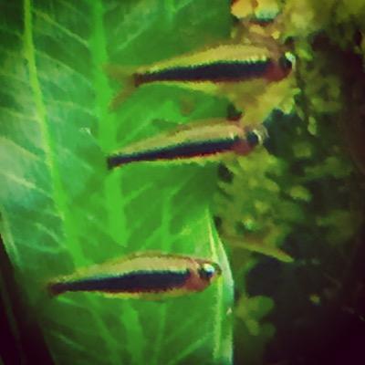 AQUA94009286's profile picture. 自然が大好きです 趣味はガーデニング、アクアリウムその他。