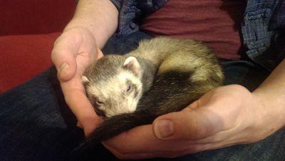 Great at theft. Great at sleeping. Distinctly average Physicist.