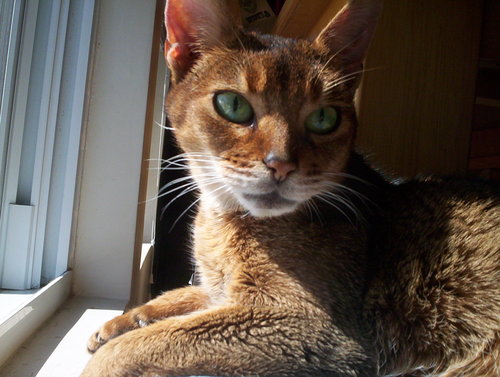 Dats TTGirl on our background.She started our twit account before she wentdid to the bridge.
