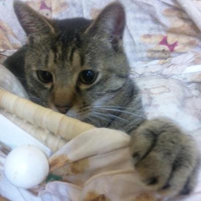 ptaroさんのプロフィール画像