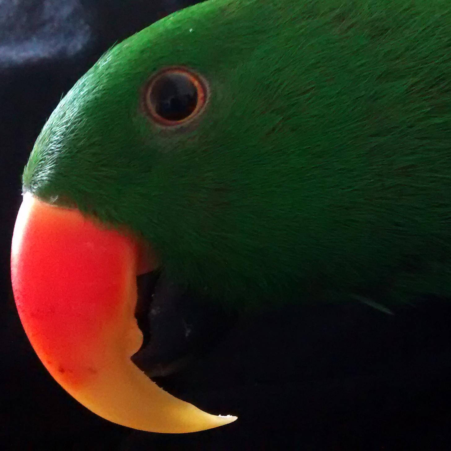 This is the Twitter account of Oswin and Sophie Parrot