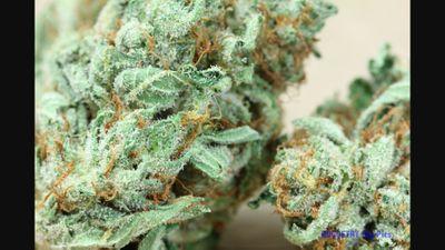 TheWayItGoes1's profile picture. Kush ... High life ... Sex, Money and Power...Drugs, Passion, Pleasure and Play = A Fun Time (18+) I'm just a guy that loves to fuck and blaze , follow back