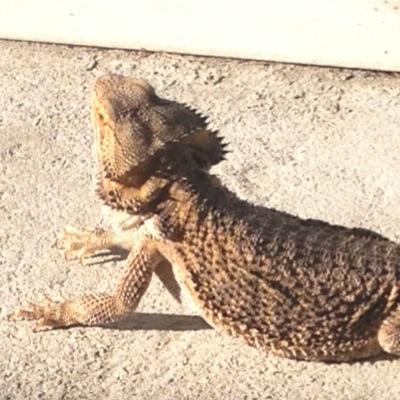 Frank the bearded dragon's twitter for your daily intake of laziness.