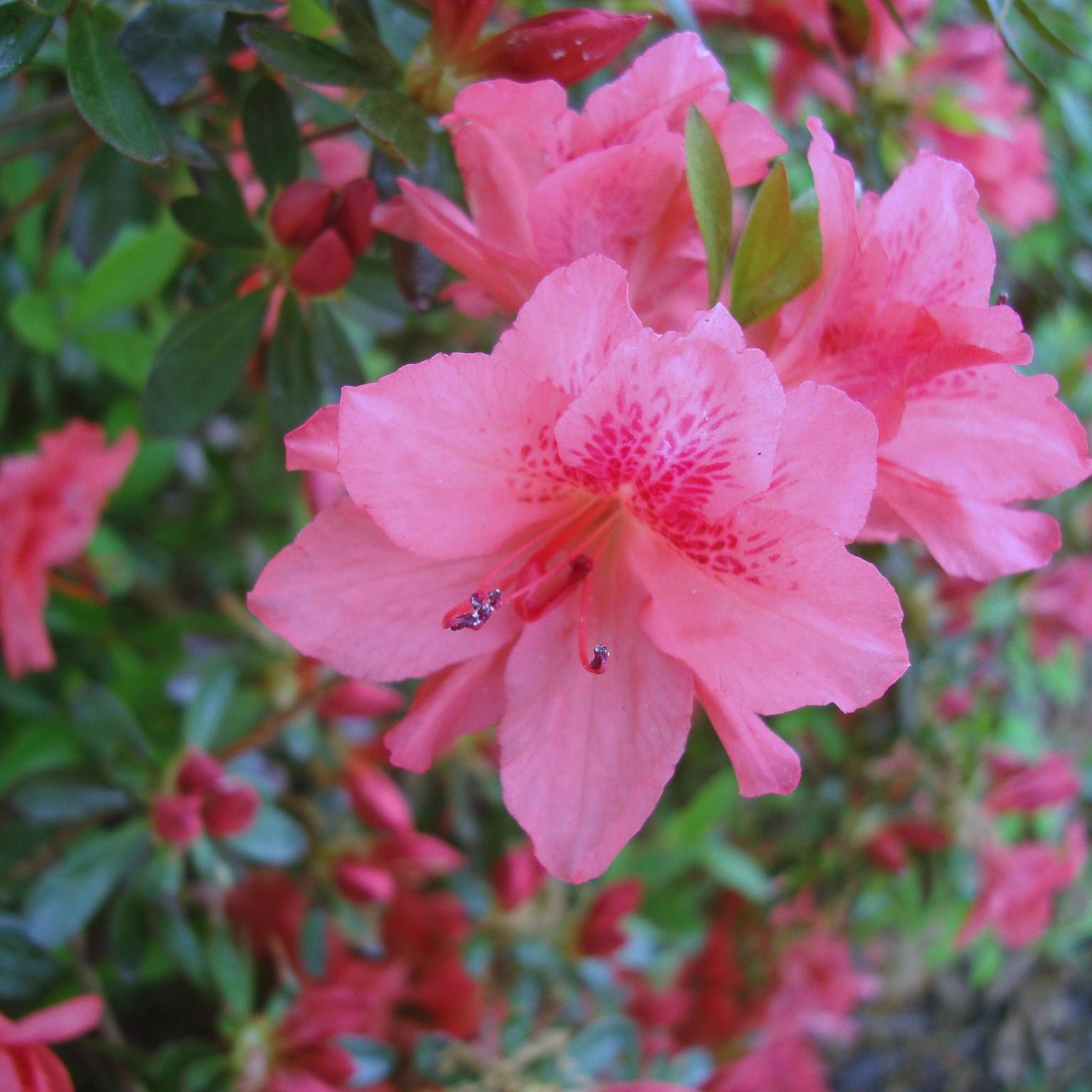 BartlettNursery's profile picture. 