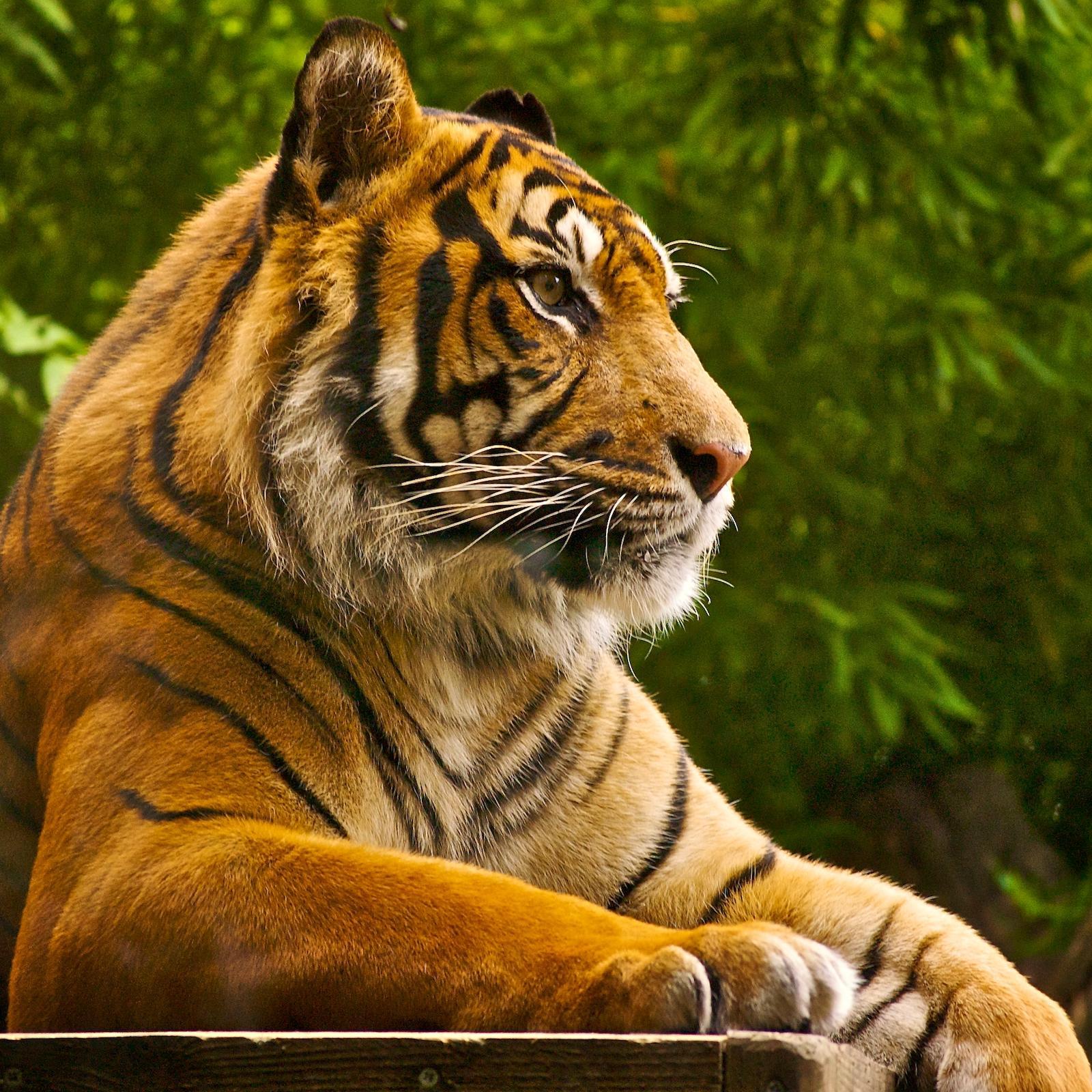 NimurJess's profile picture. 