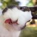 El conejo Blanco (@conejowhite) Twitter profile photo