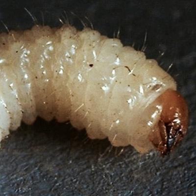 Filthy as a larva.