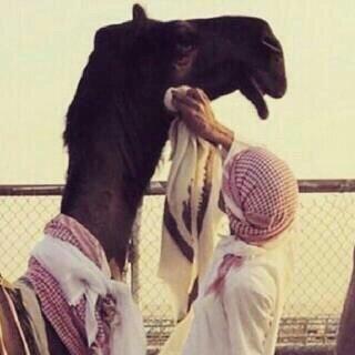 aalaa901's profile picture. 