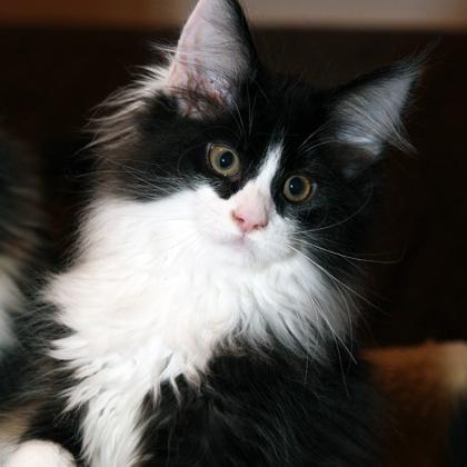 ☠“I’m the personified evil and meow”☠