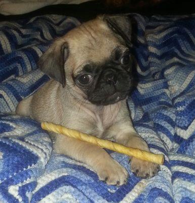 TigertTracie's profile picture. 