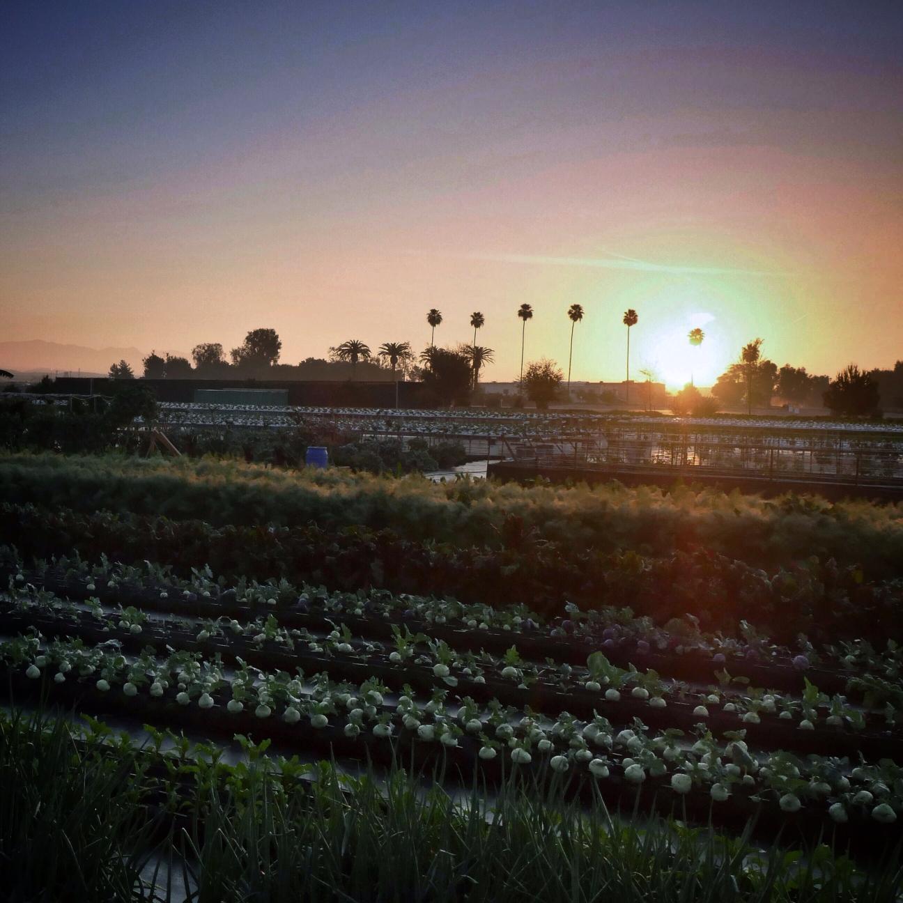 Our high performance systems produce fresh, nutrient dense food near where people live & work. The only truly locally grown veggie boxes in Orange County!