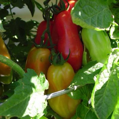 GratefulgrdnUsa's profile picture. ReGreening the urban jungle