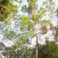 lucleao (@lucleao) 's Twitter Profile