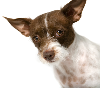 A fantastic pet boutique in San Francisco's Union Square shopping district.