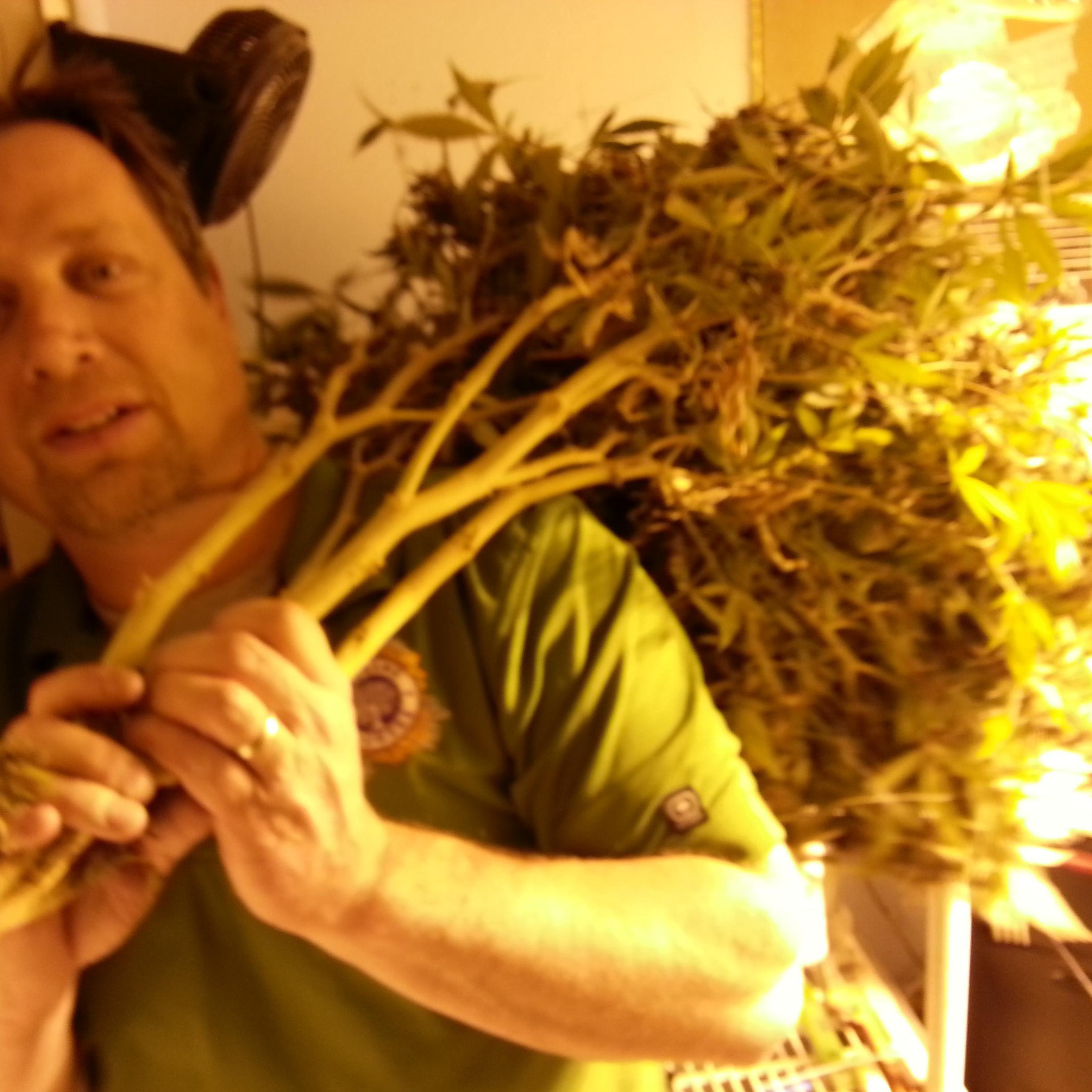 scottydgc's profile picture. 