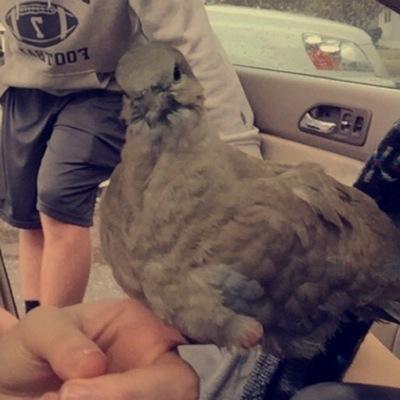 Philip is love, Philip is life. 

local bird @ Cleveland Baseball field.