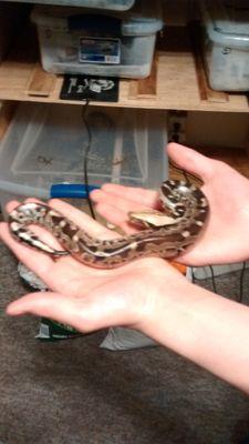 I love snakes,lizards,football,and baseball and most of all i love chaya to death.