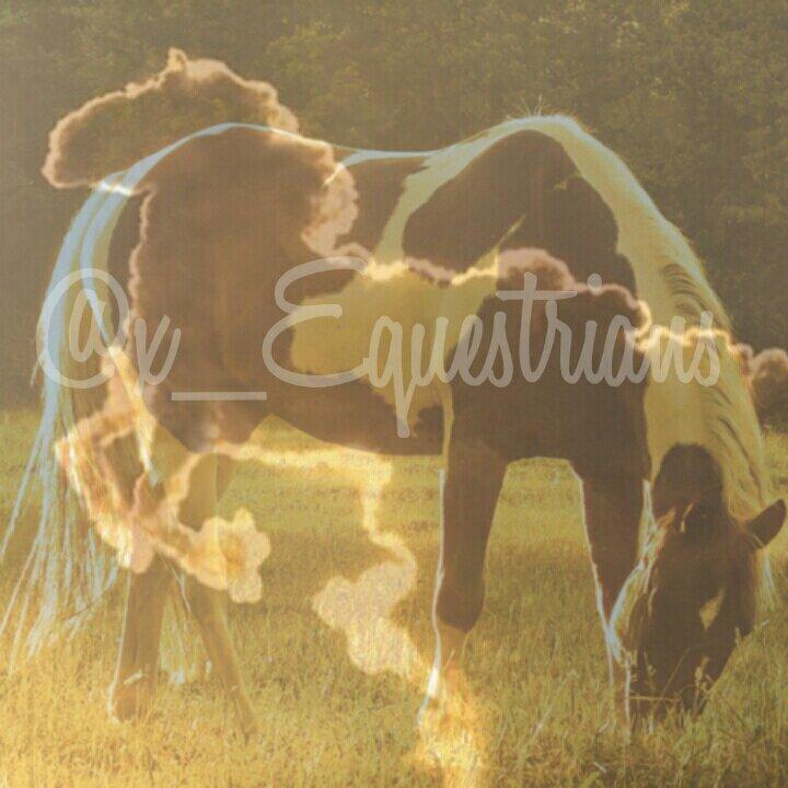 ~since 20-10-13~ Als je van paarden houdt maak dan die knop blauw! *paardenweetjes *paardenfoto's *paardenquotes and more! ~