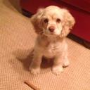 Jaclyn Simmons - @jsportygirl21 - Twitter