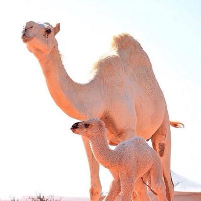AbdezezGgg's profile picture. لبيع الاغنام الانعيميه الموقع حفر الباطن لتواصل ((٠٥٠١٤٧٩٣٣١)) ابو فارس