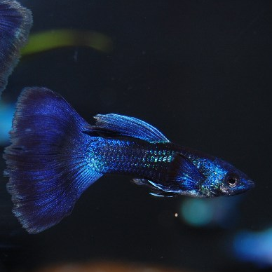 fischtube's profile picture. Guppy breeder, Guppy Judge , Fish Lover