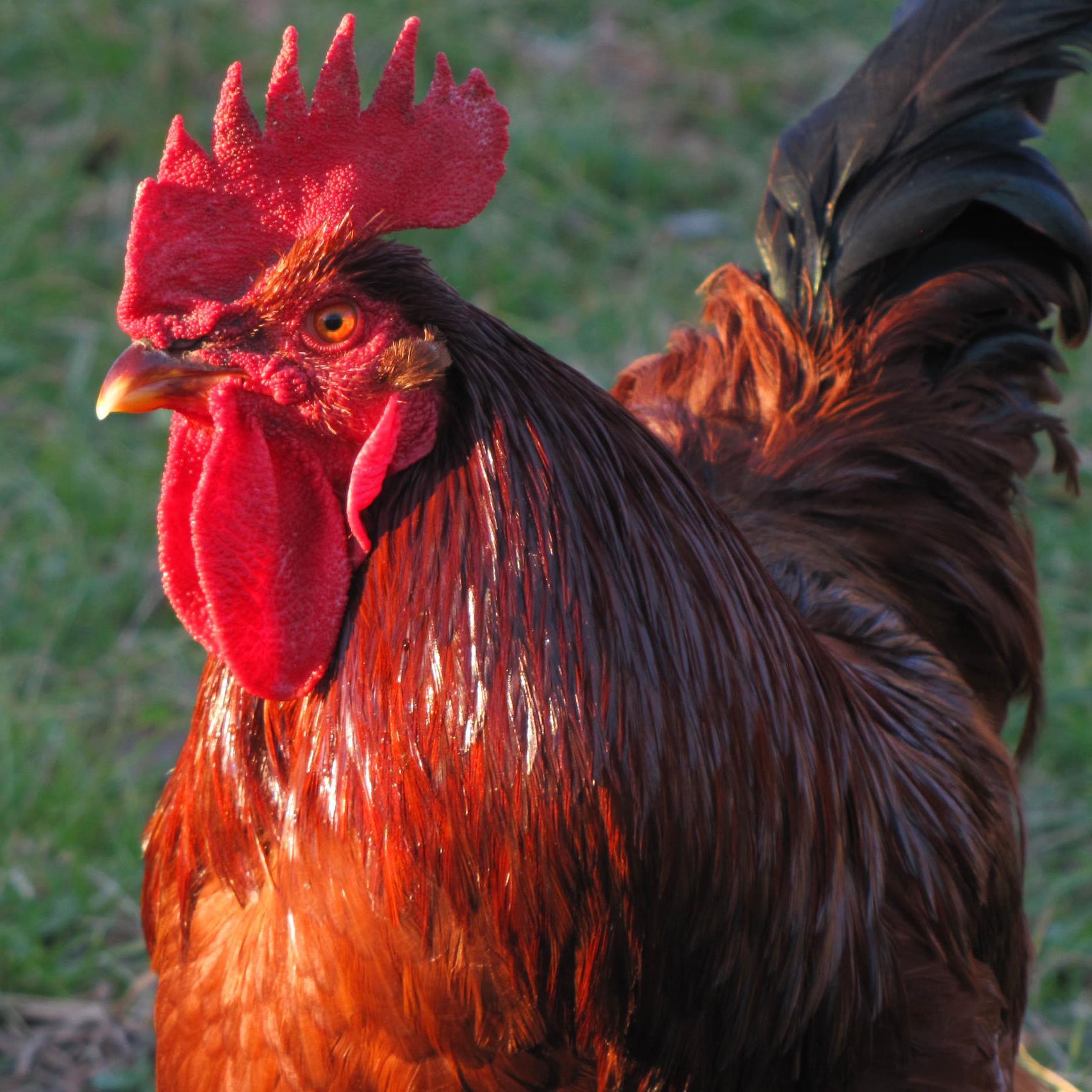 littlebarnyard's profile picture. Learn to be self sufficient and raise your own food ethically and responsibly!