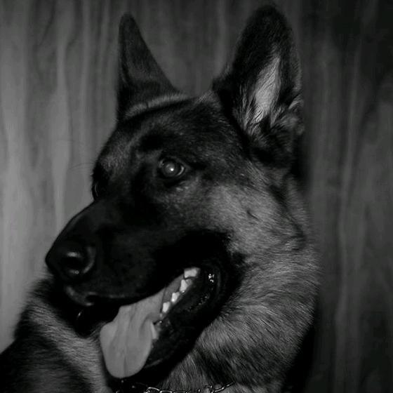 adiestradorzn's profile picture. Adiestrador Canino Profesional - Pensionado - Paseos sin tirar - Problemas de Conducta-