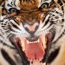 michael david brusa - @MikeBrusaSHOW - Twitter