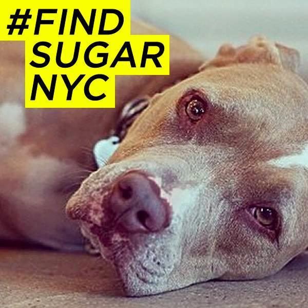 FindSugarNYC's profile picture. Sugar is a 4yr old pit bull mix. She last was seen Monday, February 23. Please help us find her. #FindSugarNYC