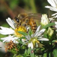 Donna Wallace (@beekeeper2012) 's Twitter Profile