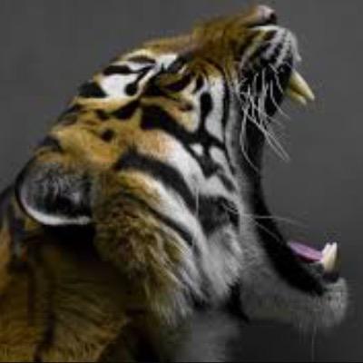 BCBaseballPep's profile picture. Tigers Baseball . Dinger Central . 2016 season