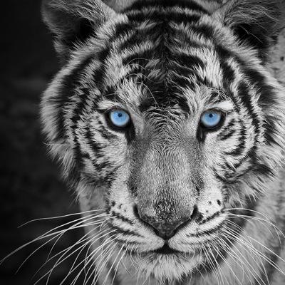 SilverTiger2015's profile picture. vive les manga et la japane expo