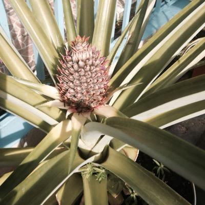 virgiliotorre's profile picture. 