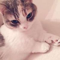 安永 和光 (@progresswako) 's Twitter Profile