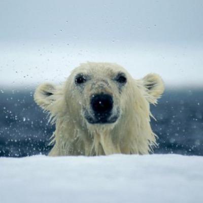 Your #1 twitter involving polar bears
