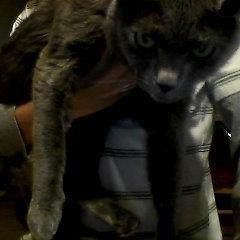 dat_cat_lover's profile picture. 