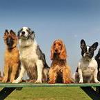 dogguardhsv's profile picture. 