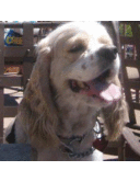 Callie Berger - @Callie_The_Dog - Twitter