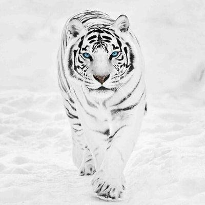 gingerninja475's profile picture. 