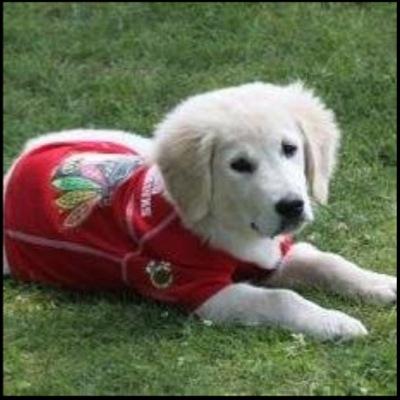 Hunter Pet Gear - Innovative products for Man's Biggest Fan! NFL, MLB, NCAA, NHL and NBA gear for your pet.