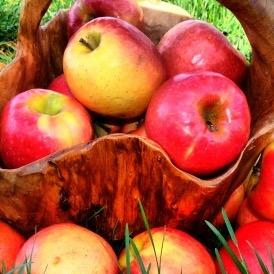 The Oldest Market in the Western Cape selling a wonderful selection of fruit and vegetables to Wholesalers, Retailers and the Public. speaktous@ctmarket.co.za