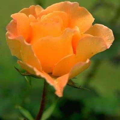 ShahalamP's profile picture. 